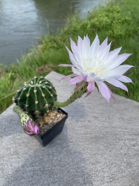 Echinopsis lila